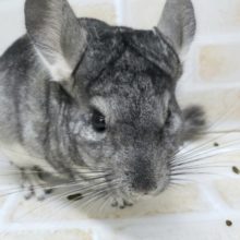 チンチラノーマルその2