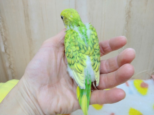 セキセイインコ