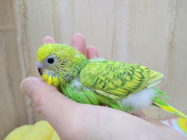 セキセイインコ