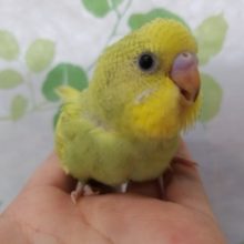 模様の綺麗なスパングルセキセイさん☆