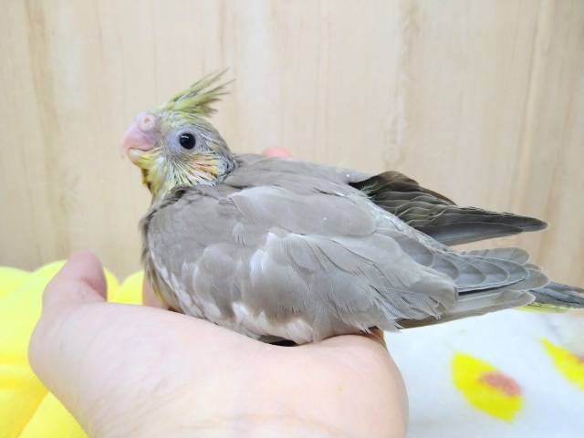 オカメインコ