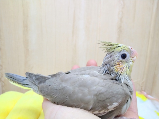 オカメインコ