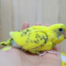 当店では久しぶりです！黄色ハルクインセキセイインコヒナ〜