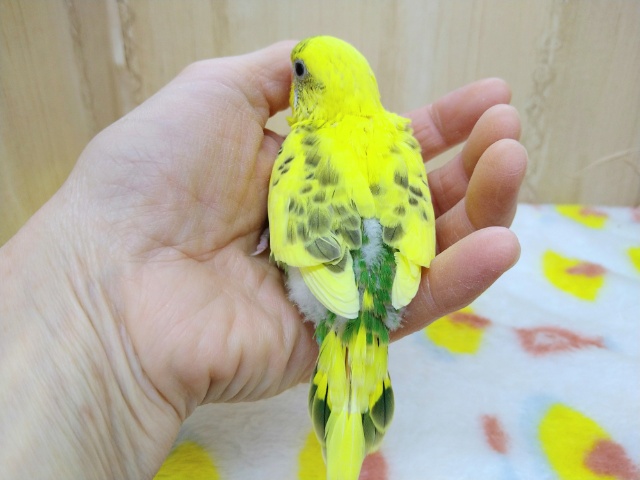 セキセイインコ