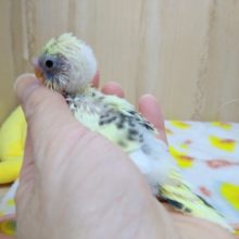 大人気カラーのセキセイインコ4色ハルクインヒナ来ました!