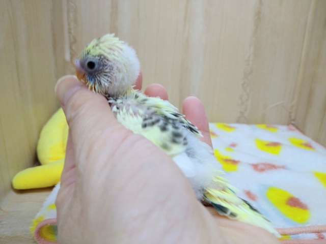 大人気カラーのセキセイインコ4色ハルクインヒナ来ました!