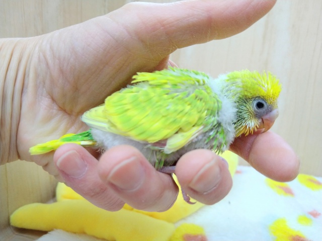 セキセイインコ