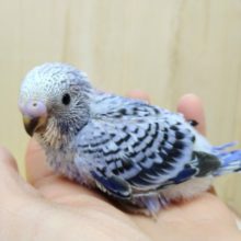 フジ色カラーのセキセイインコヒナが来ました!