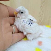 白が多めです！パイドセキセイインコヒナ来ました！