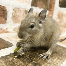 可愛いの塊♡ブルーデグーくん！