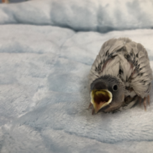 渋いカラーシルバー文鳥入舎です　４／２３投稿