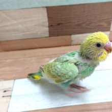 新緑カラーですね☆　セキセイインコ　パステルレインボー