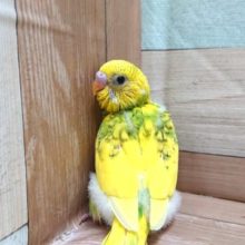 菜の花っぽい？？ セキセイインコ スパングルパイドーー