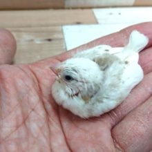 ほわほわのあほアホ毛がたまらなく可愛い☆キンカチョウ～～