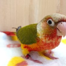 最新動画あり！華やかｷﾚｲなウロコインコっ　パイナップルになります～～