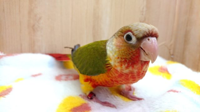 最新動画あり！華やかｷﾚｲなウロコインコっ　パイナップルになります～～