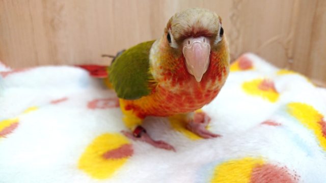 ホオミドリウロコインコ