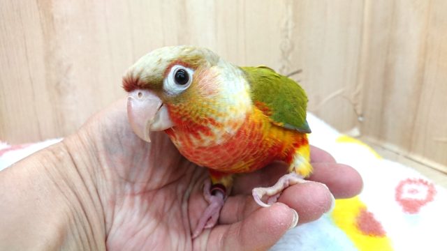 ホオミドリウロコインコ