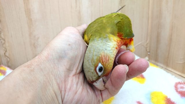 ホオミドリウロコインコ