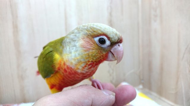 ホオミドリウロコインコ