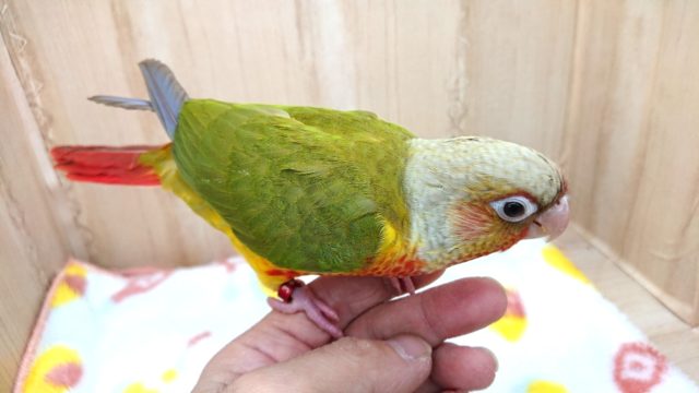 ホオミドリウロコインコ