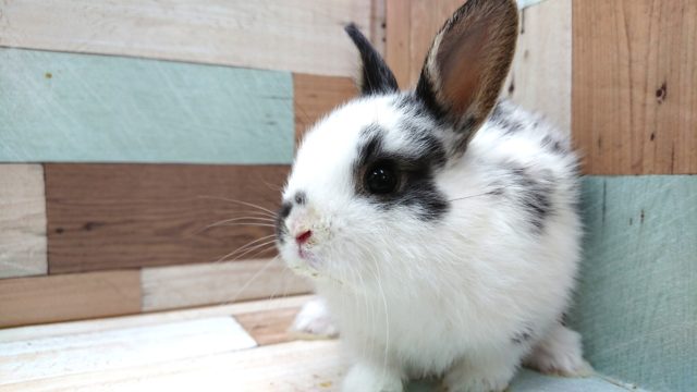 なでなで大好きな白黒の可愛いウサギさん ミニウサギ いますよっ 東京からもほど近い 千葉県 神奈川県 埼玉県でミニウサギ を販売するペットショップ