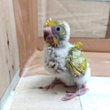 成長が楽しみ♪羽衣セキセイーー