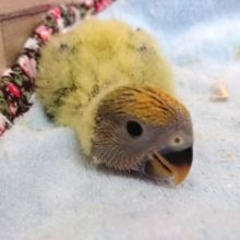 最新画像更新！！黄色の綿毛〜　コザクラインコ　オパーリンになります！