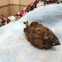 ノーマルカラーです！キンカチョウのヒナっ　ていていていてい♬