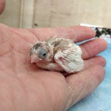 ちっこいです☆　キンカチョウのヒナ～　