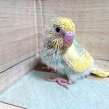 レアカラーです☆　セキセイインコ　パステルレインボーパイド