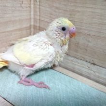 お早めに♬　セキセイインコ　パステルカラーレインボーパイド