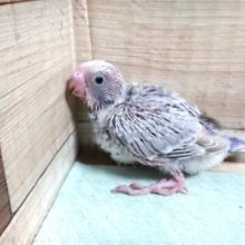 お待ちの方が多い！セキセイインコ　ライラックが来ました！！