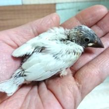 落ち着きあるシルバー文鳥～～来ましたよっ