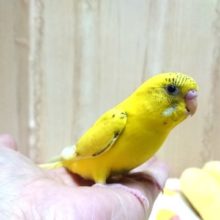 可愛い手乗りセキセイインコさんいますよ〜