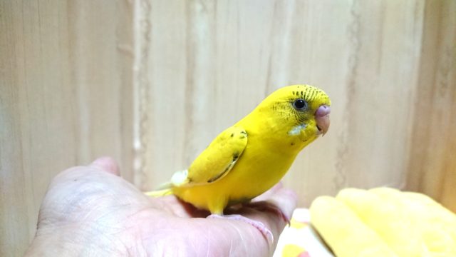 可愛い手乗りセキセイインコさんいますよ〜