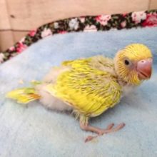 セキセイインコ　スパングルパイド☆　キレイなコ　2021　4月9日