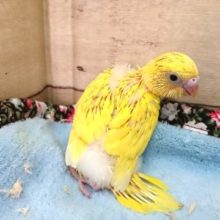 久しぶりのダブルファクターです　セキセイインコ　2021　4月9日