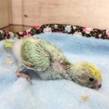 グリーンがｷﾚｲです！セキセイインコ　パステルレインボー　2021　4月9日