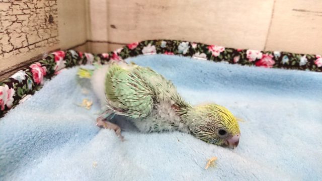 グリーンがｷﾚｲです！セキセイインコ　パステルレインボー　2021　4月9日