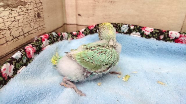 セキセイインコ