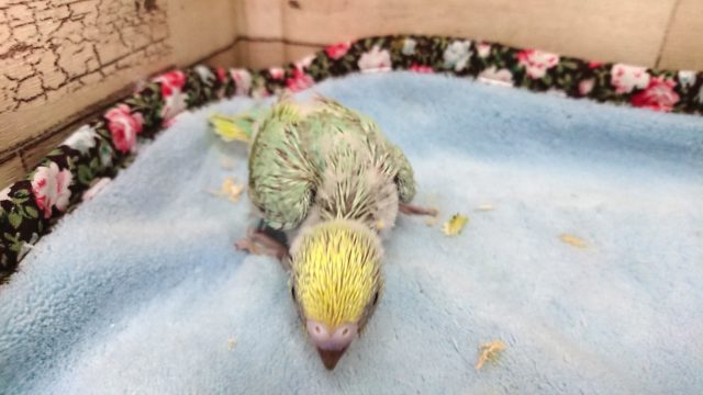 セキセイインコ