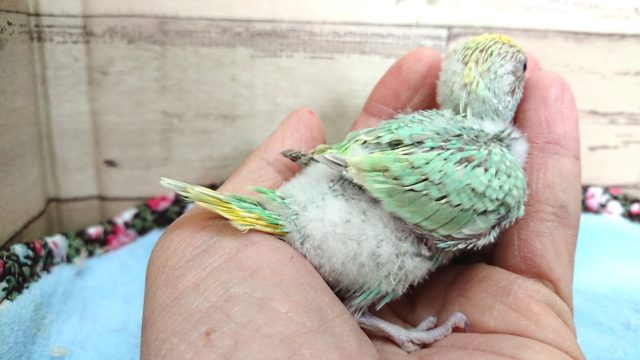 セキセイインコ