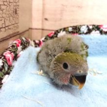 まったり系？かな　コザクラインコ　ノーマル　2021　４月９日