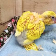 ほぼ真っ黄色～～セキセイインコ　ハルクィン～～