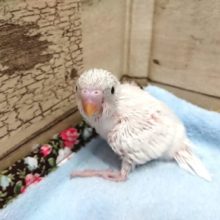 ほぼ真っ白～～　セキセイインコ　ハルクィン～～～～