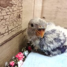 早めにおむかえを！コザクラインコ　ブルーオパーリンーー