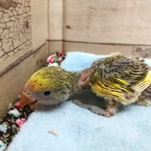 定番人気！！！コザクラインコ　タイガーチェリー～～