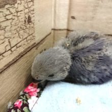 キレイです☆　コザクラインコ　バイオレット～～！