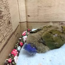 おススメのコザクラインコ！なんですよ～～